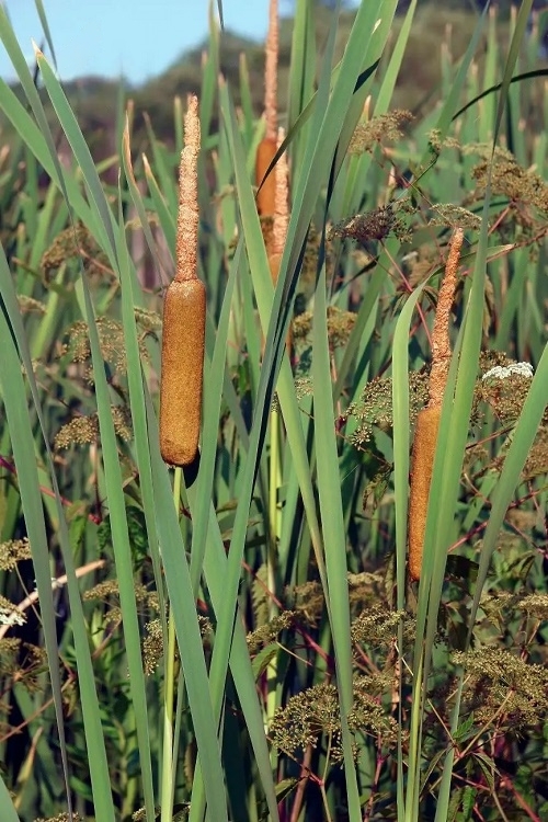 Plants That Remind Me of Cattail Plants 2