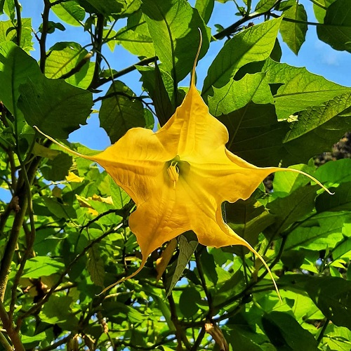 25 Flowers that Look like Morning Glories | Flowers Similar to Morning Glory 10