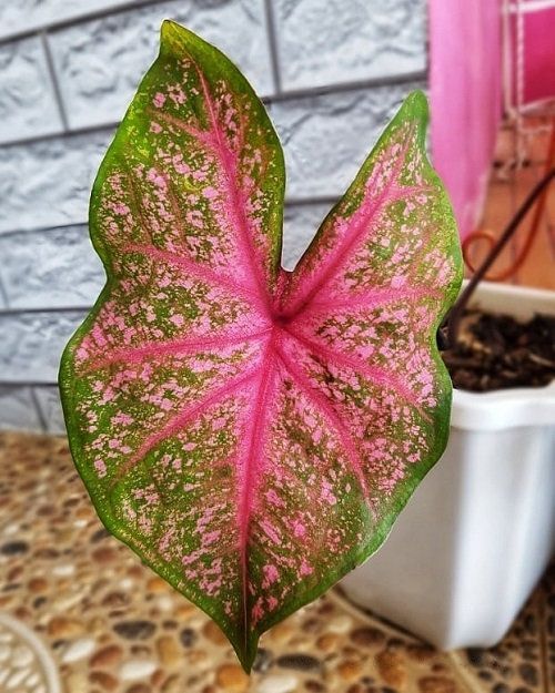 Plants That Resemble Elephant Ears 6