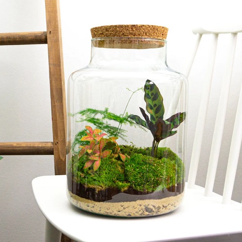 Small Terrarium Plants 13