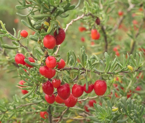 carolina Wolfberry Weed That Resemble Tomato Plants