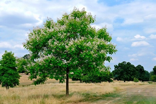 Northern Catalpa tree