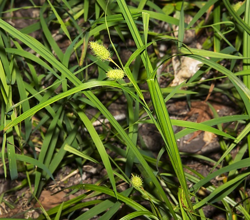 Plants Resembling Cattail Plants 1