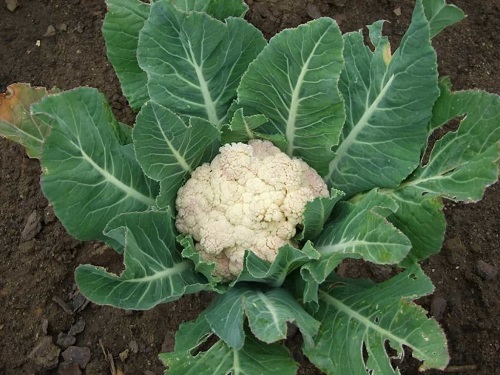 February's Best Vegetables to Plant 10