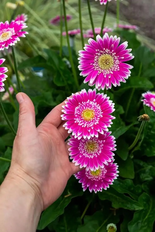 How to Keep Gerbera Daisies Blooming 9