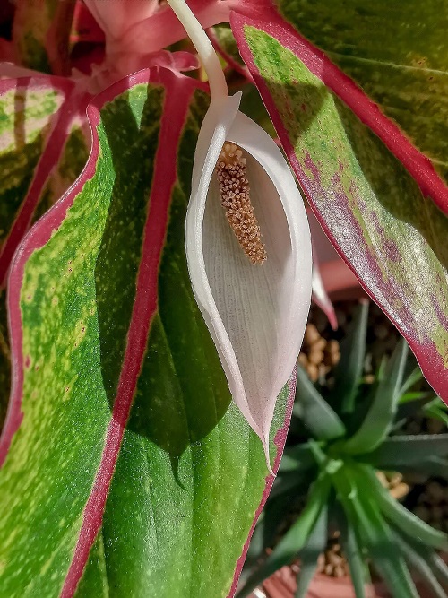 Flowers That Look Like Vaginas 5