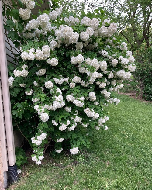 Chinese Snowball plants for your garden