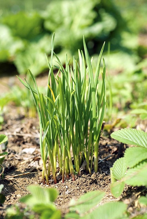 February's Best Vegetables to Plant 2