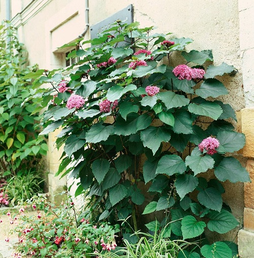 Best Clerodendrum Varieties 6