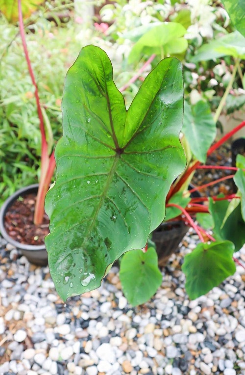 Plant Looks Like Elephant Ears, But These Are Not 11