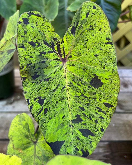 Plants with an Elephant Ear Similarity 10