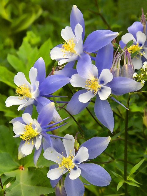 best Blue and White Flowers 2