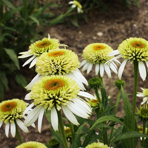 several varieties of coneflowers 2