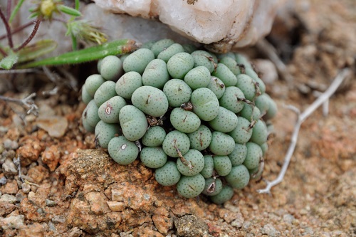 Plants that Look like Stones 4