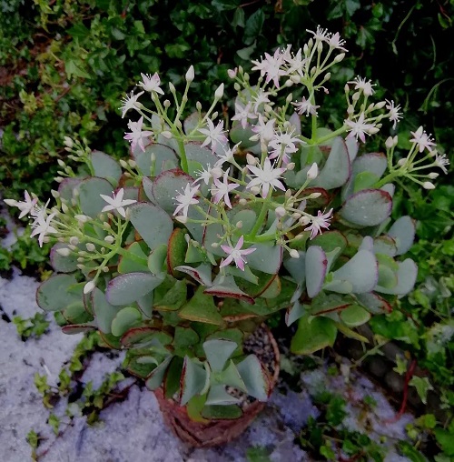 Silver Dollar Jade with Flower 