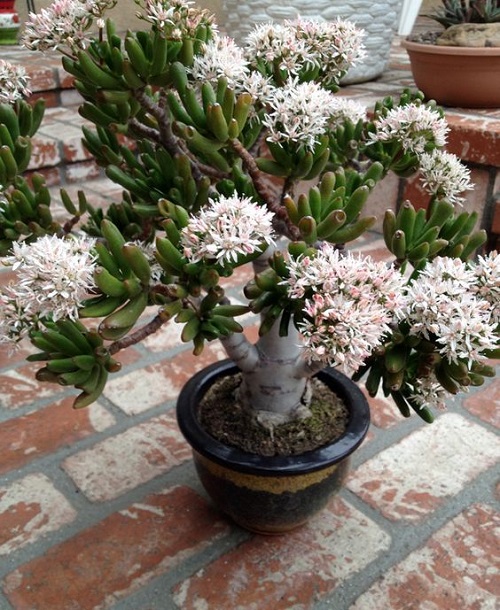 hobbit jade with flower