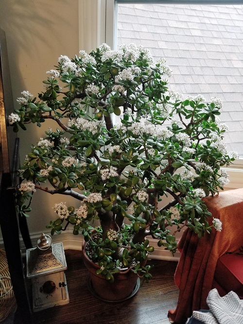 Types of Jade Plants that Flower 2