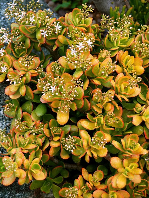 Golden Jade Tree with flower