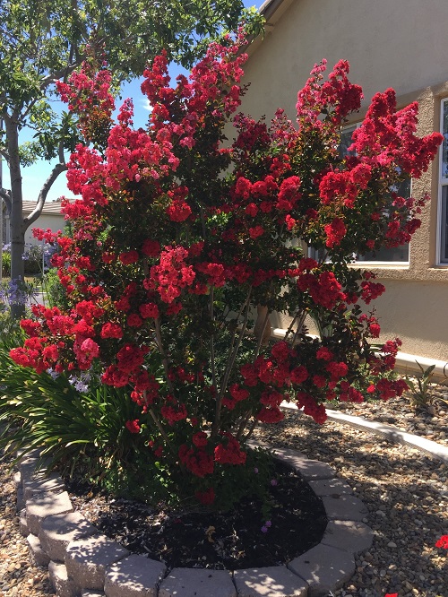 Landscaping Ideas with Crepe Myrtles 8