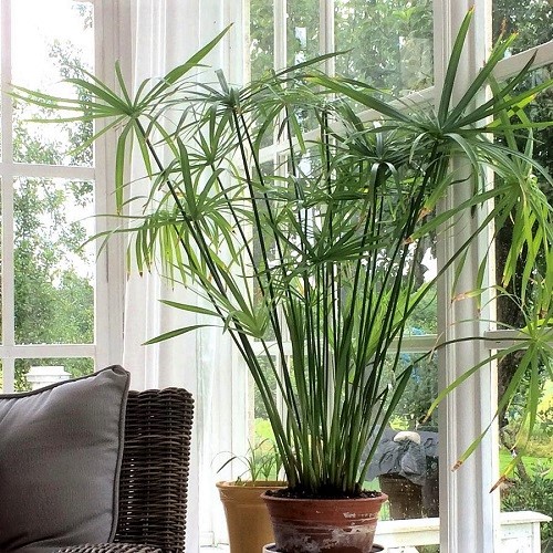 Houseplants that Literally Need No Drainage 4