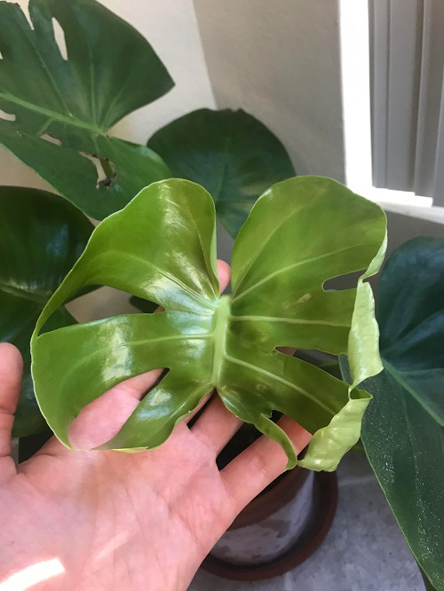 deform foliage in monstera plant 17