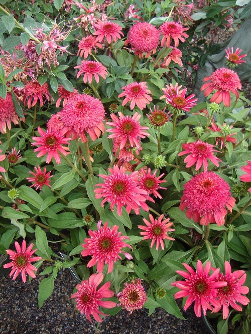 Many types of coneflowers 