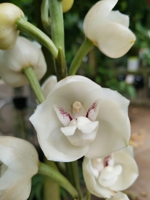 dove orchids  that Look like Animal