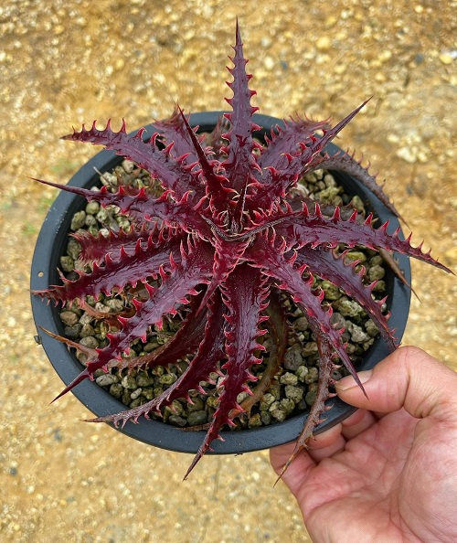 Sawblade Plant that Look like Aloe Vera 