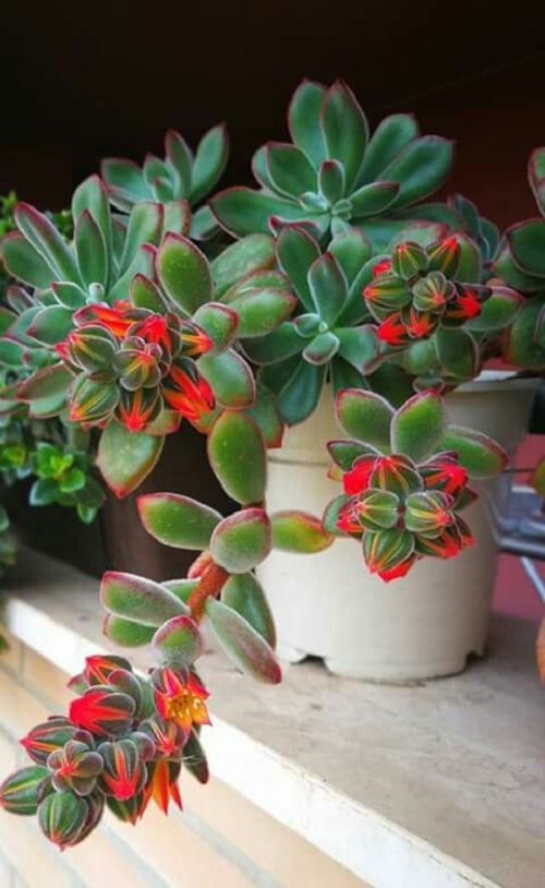 wooley rose with red foliage