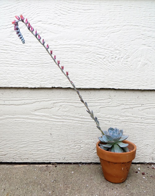 Lengthy-stemmed succulent plants 3