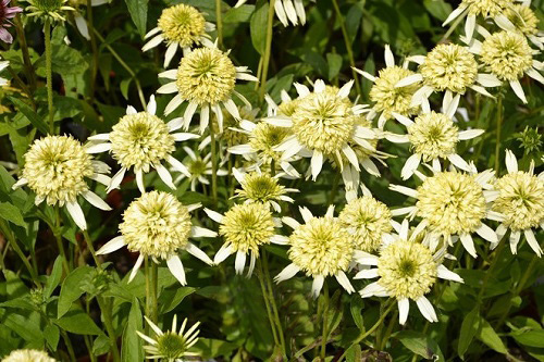 Numerous types of coneflowers 2