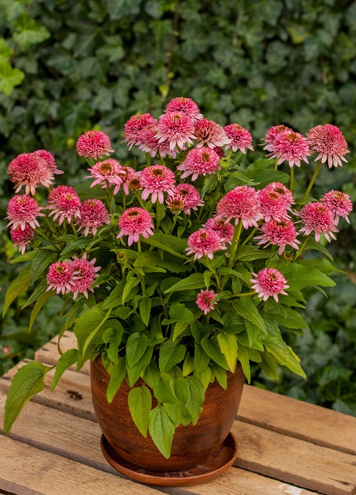 several varieties of coneflowers 