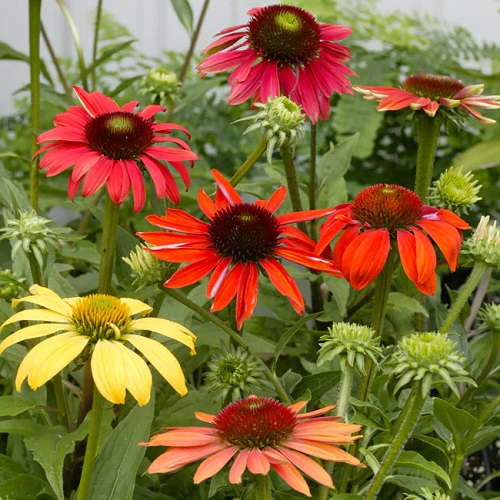 Coneflower varieties 2