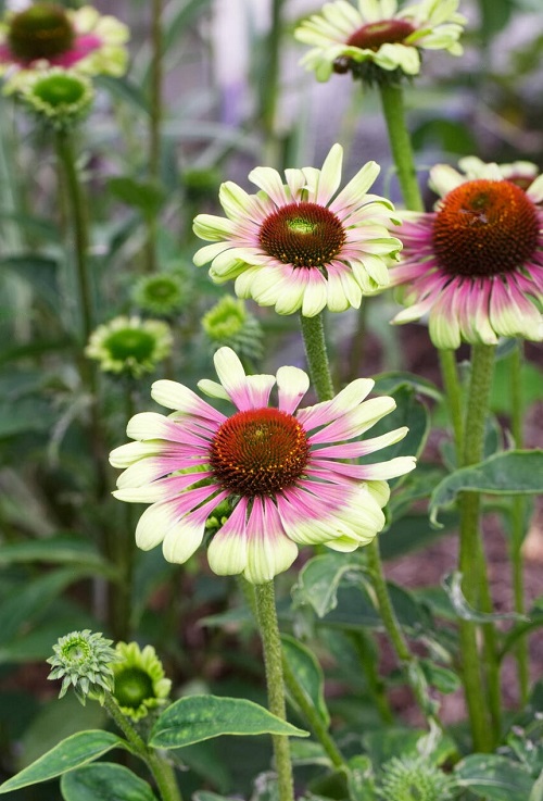 Numerous types of coneflowers 3