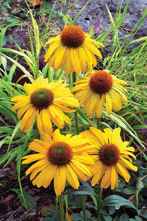 Many types of coneflowers 4