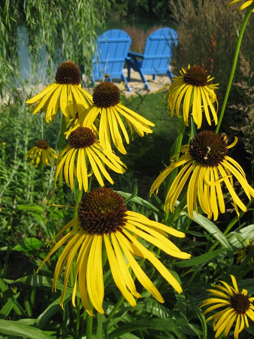 several varieties of coneflowers 4