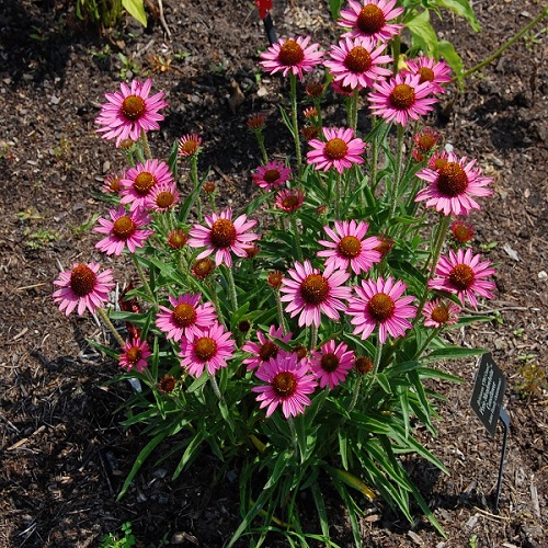 Types of Coneflower Varieties 2