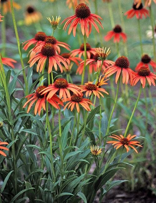 Types of Coneflower Varieties 24