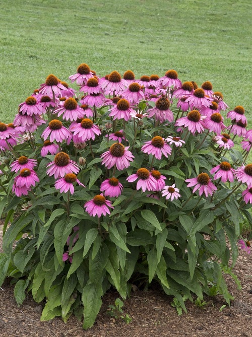 Types of Coneflower Varieties 3