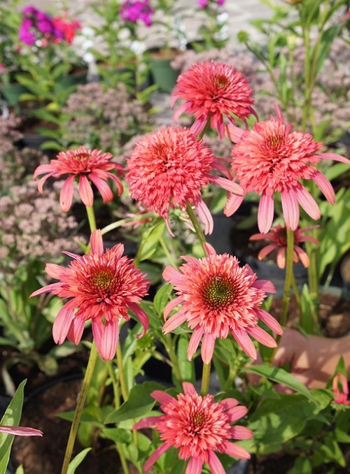 several varieties of coneflowers 2