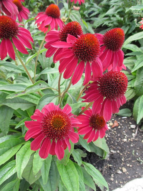 Coneflower varieties 3