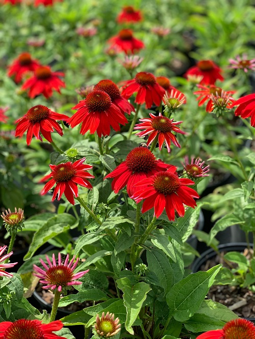 attractive coneflower types for your garden 1