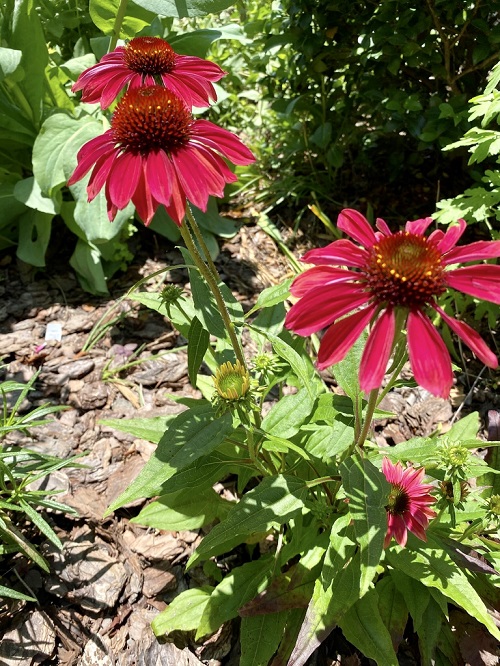 Types of Coneflower Varieties 8