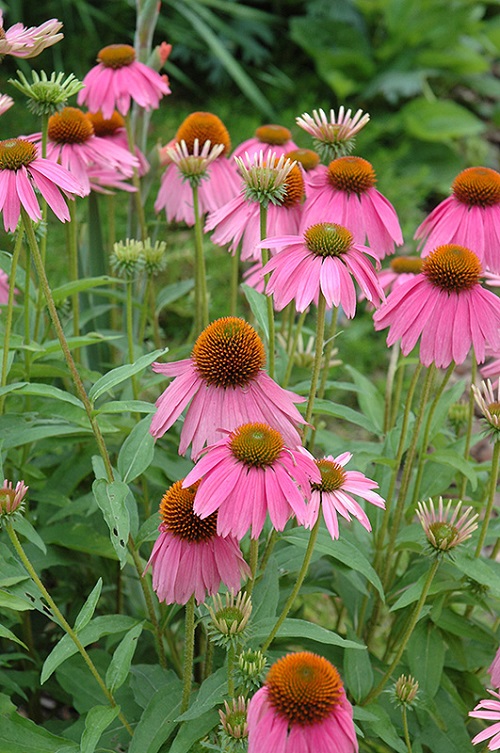 attractive coneflower types for your garden 3