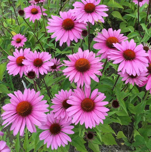 several varieties of coneflowers 1