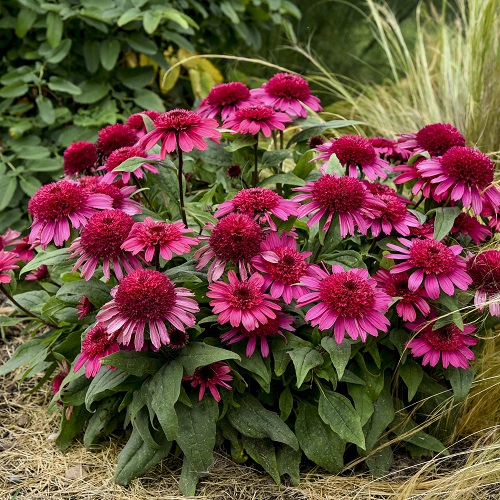 Magnificent Perennial Flowers with Decades of Bloom 