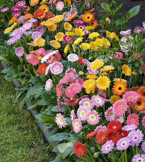 How to Keep Gerbera Daisies Blooming