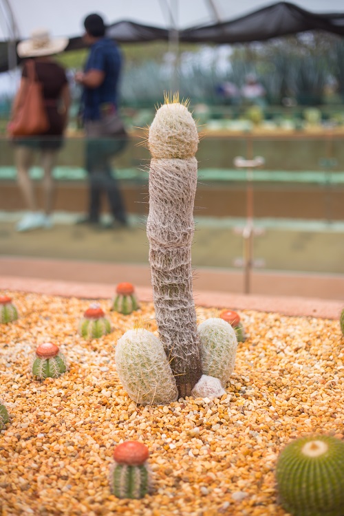 Shocking Plants that Look like Penis 2