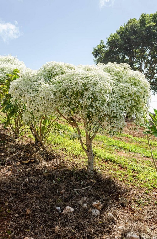 Euphorbia Diamond Frost plants