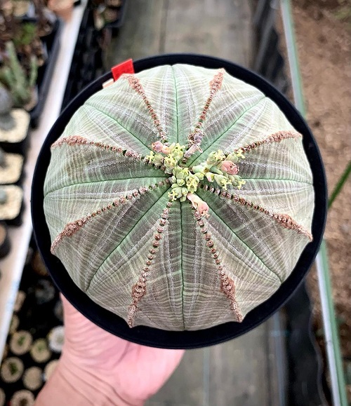 Plants that Look like Rocks 3